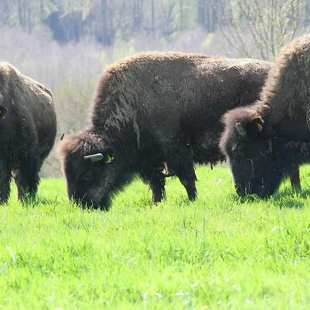 Buffalo Casa vacanze Callengeville